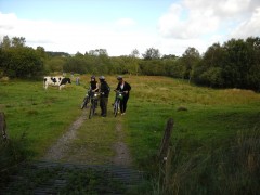 prairie à vaches avec cyclistes.JPG